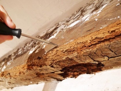 Diagnostic termites Diagnostic termites
